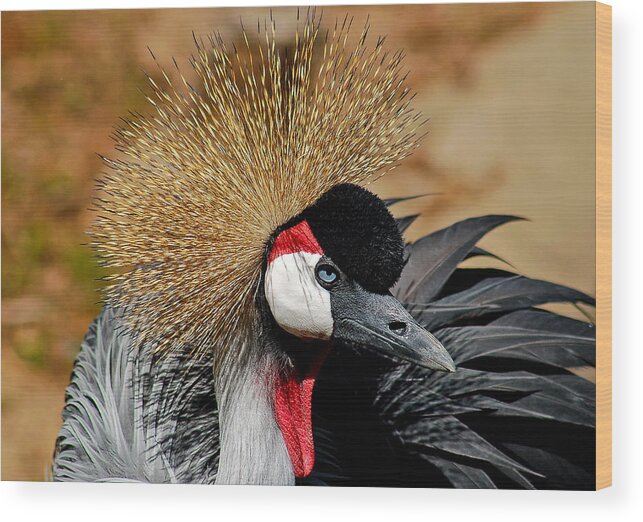Birds Wood Print featuring the photograph South African Crowned Crane by Linda Brown