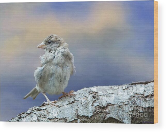 Sparrow Wood Print featuring the photograph Sparrow by Eva Lechner