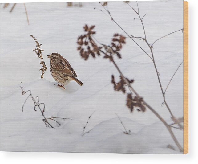 Song Sparrow Wood Print featuring the photograph Sparrow in the Winter snow by Holden The Moment