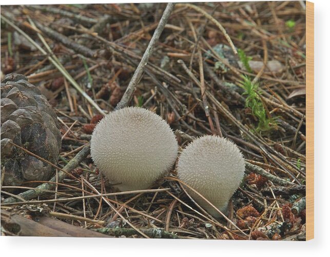 Puff Ball Wood Print featuring the photograph Spiny Puff Balls by Michael Peychich