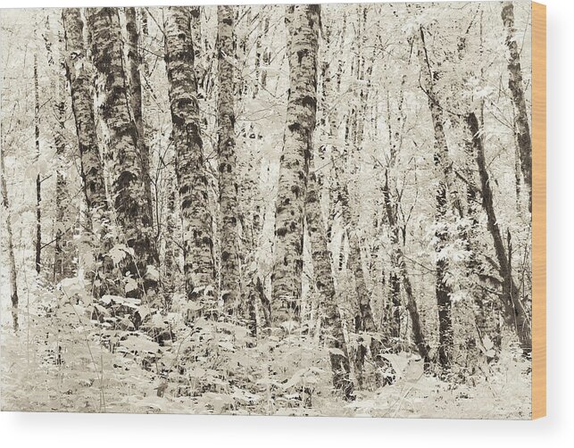 Alder Wood Print featuring the photograph Spring Alders by Eggers Photography