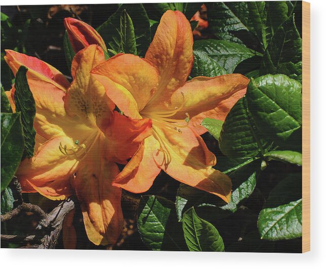 Orange Bloom Wood Print featuring the photograph Spring Bloom by Tom Potter