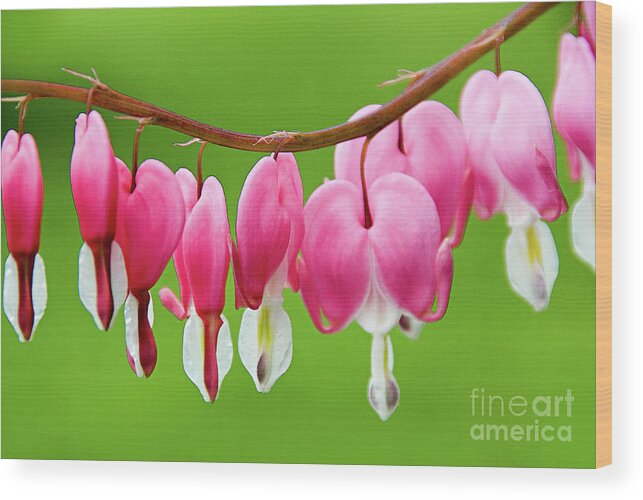 Bleeding Hearts Wood Print featuring the photograph Spring Blossoms by Jacqueline Milner