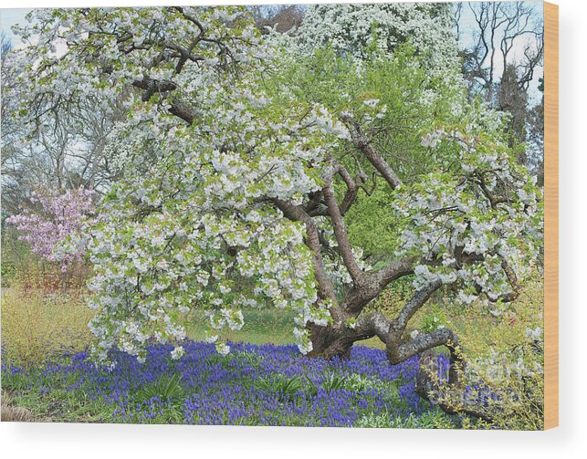 Blossom Wood Print featuring the photograph Spring Color by Tim Gainey