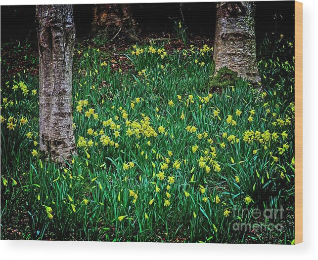 Flowers Wood Print featuring the photograph Spring Daffoldils by Martyn Arnold