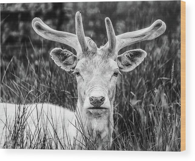 Spring Wood Print featuring the photograph Spring Deer by Nick Bywater