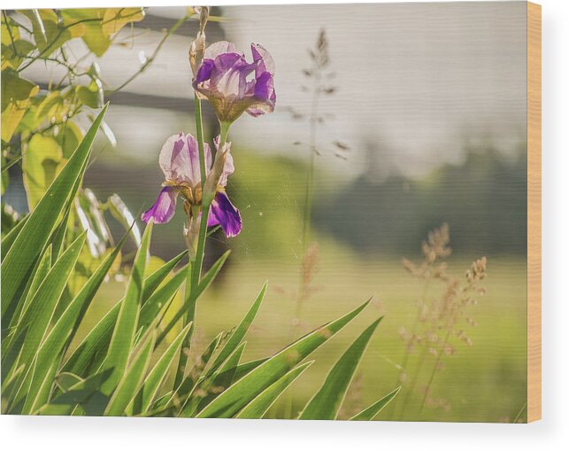 Iris Wood Print featuring the photograph Spring Iris in Tennessee by Debbie Karnes