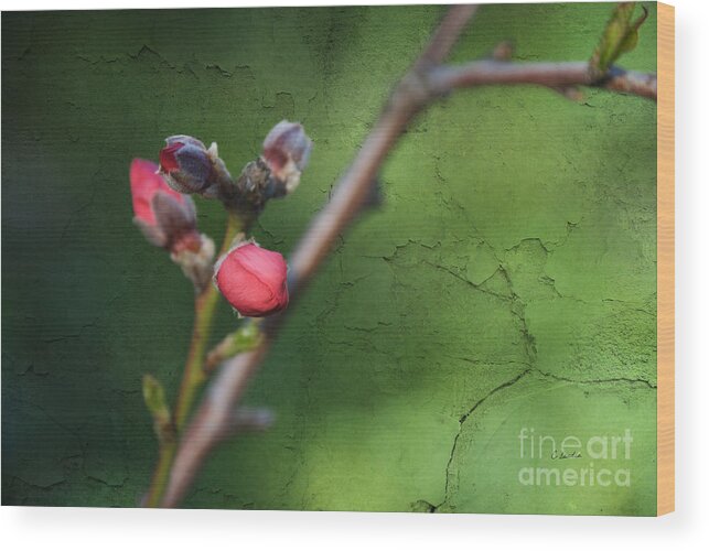 Spring Wood Print featuring the photograph Spring is coming by Claudia Ellis