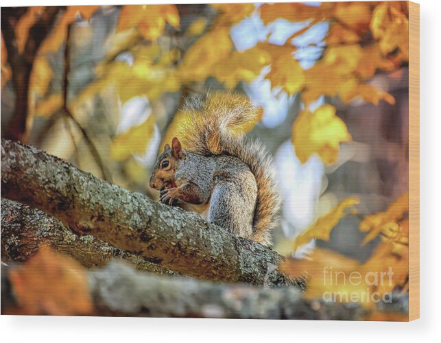 Squirrel Wood Print featuring the photograph Squirrel in Autumn by Kerri Farley of New River Nature