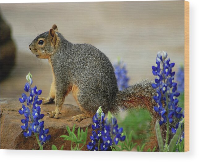 Squirrel Wood Print featuring the photograph Squirrel in Texas Bluebonnets by Ted Keller