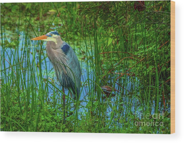 Heron Wood Print featuring the photograph Standing Heron #1 by Tom Claud