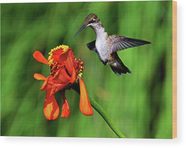 Bird Wood Print featuring the photograph Standing In Motion - Hummingbird In Flight 013 by George Bostian