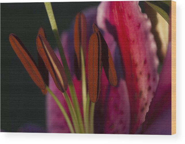 Anthers Wood Print featuring the photograph Star Gazer Lily by Robert Potts