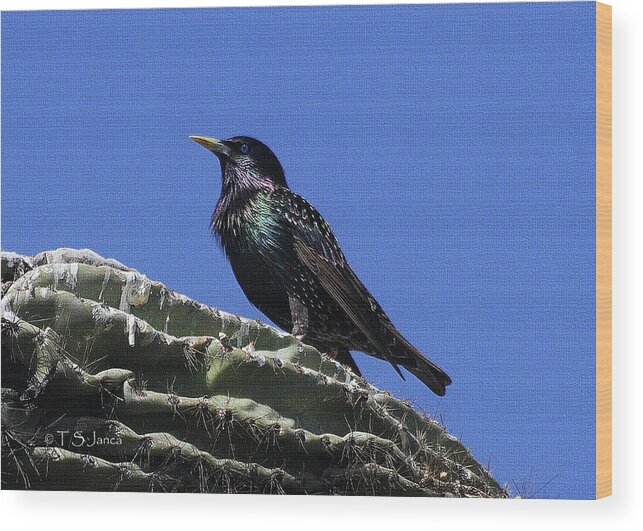 Starling On Saguaro Arm Wood Print featuring the photograph Starling On Saguaro Arm by Tom Janca