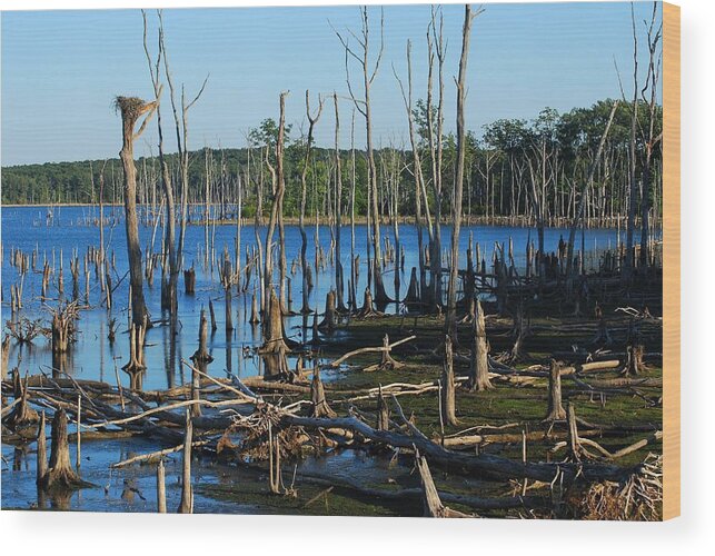 New Jersey Wood Print featuring the photograph Still Wood - Manasquan Reservoir by Angie Tirado