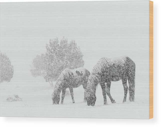 Horse Wood Print featuring the photograph Storm Grazers by Kent Keller