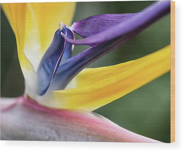 Petal Wood Print featuring the photograph Strelitzia by Shirley Mitchell