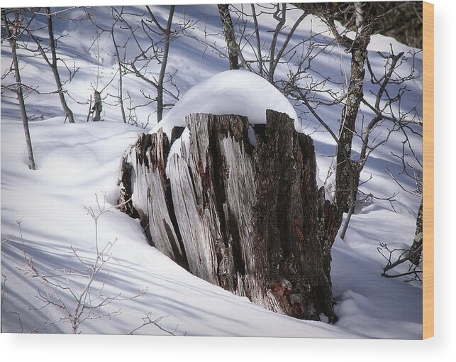 Snow Wood Print featuring the photograph Stump by Elaine Malott