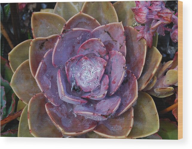 Succulent Wood Print featuring the photograph Succulent Star by Sandra Lee Scott