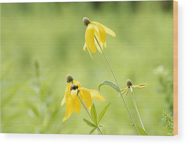 Yellow Mexican Hat Wood Print featuring the photograph Summer Flowers by Larry Ricker