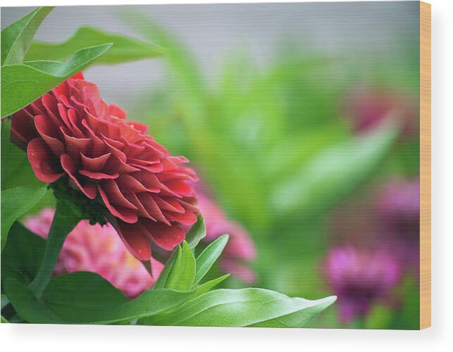 Flower Wood Print featuring the photograph Summer Garden by Elsa Santoro