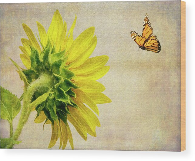 Sunflower Wood Print featuring the photograph Summer Sun by Cathy Kovarik