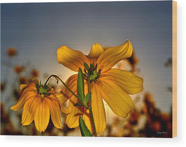 Wildflower Wood Print featuring the photograph Sunblock 001 by George Bostian