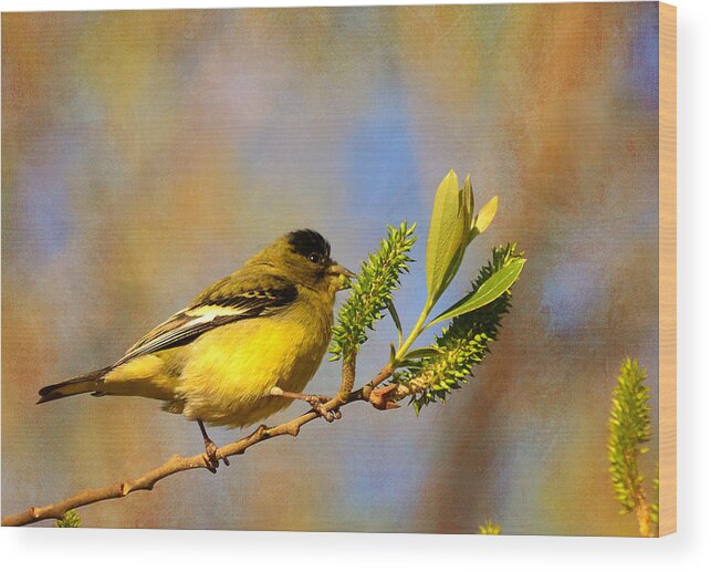 Goldfinch Wood Print featuring the photograph Sunny Side Down by Fraida Gutovich