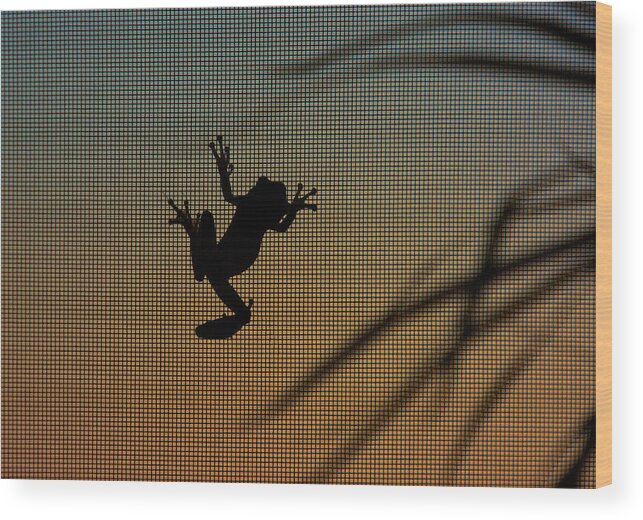 Frog Wood Print featuring the photograph Sunset Baby Frog by Mitch Spence