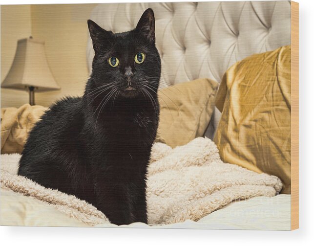 Black Domestic Shorthair Wood Print featuring the photograph Sunshine by Lawrence Burry