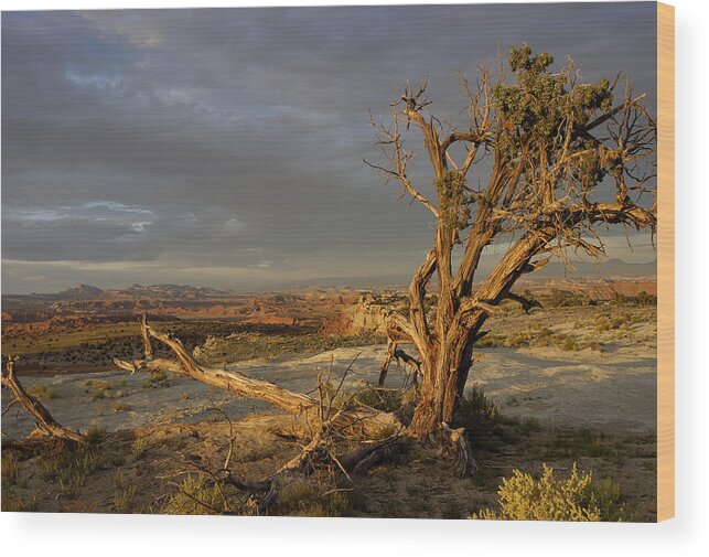 Landscape Wood Print featuring the photograph Survivor by DArcy Evans