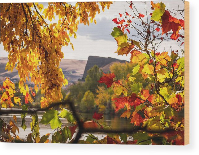 Autumn Wood Print featuring the photograph Swallows Nest in the Fall by Brad Stinson