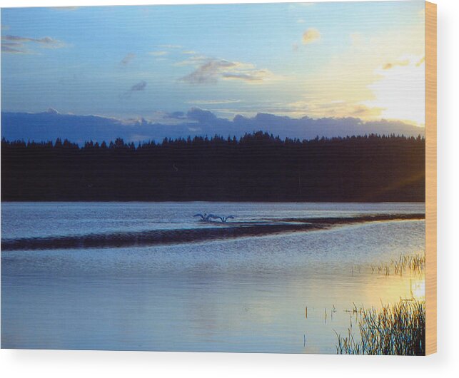 Swan Wood Print featuring the photograph Swan Lake by Merja Waters