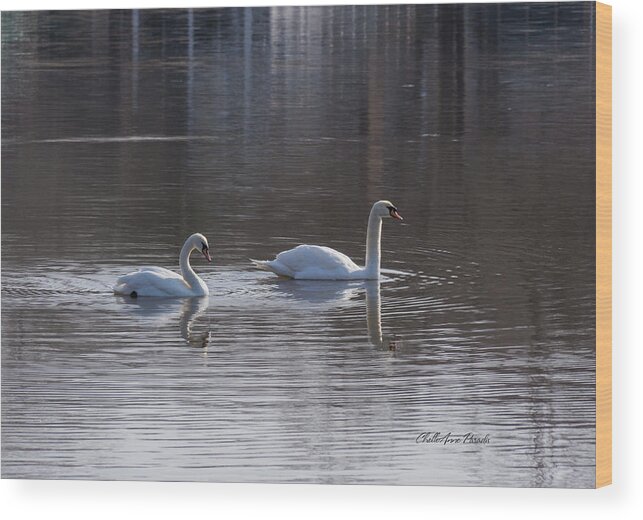 Birds Wood Print featuring the photograph Swans by ChelleAnne Paradis