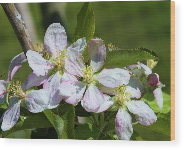 Gala Wood Print featuring the photograph Sweet Apple Blossoms of Spring by Kathy Clark
