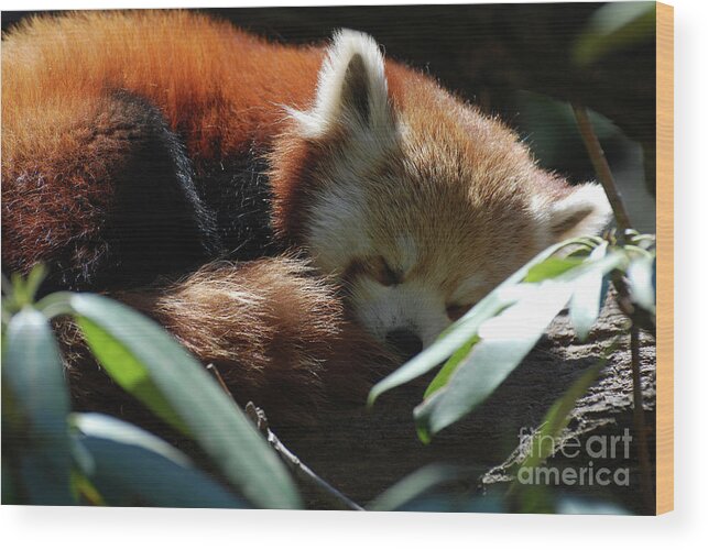 Red Panda Wood Print featuring the photograph Sweet Sleeping Red Panda Bear by DejaVu Designs