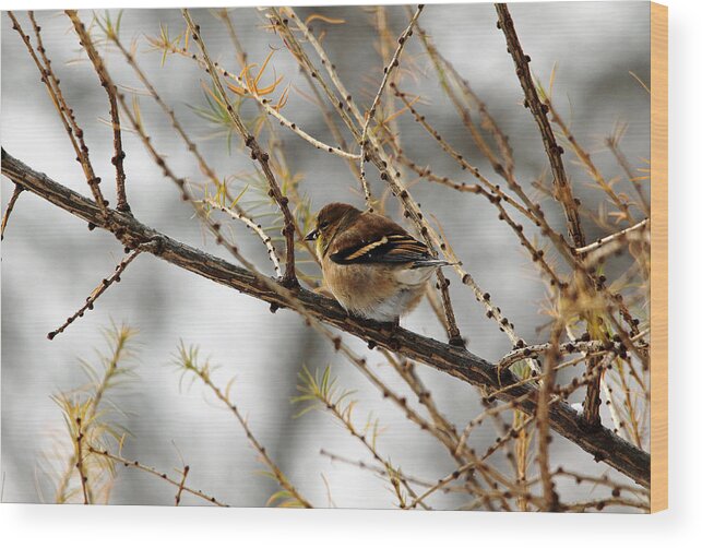Goldfinch Wood Print featuring the photograph Tamarack Visitor by Debbie Oppermann