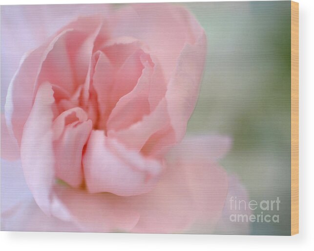 Pink Carnation Wood Print featuring the photograph Tears of Love by Deb Halloran