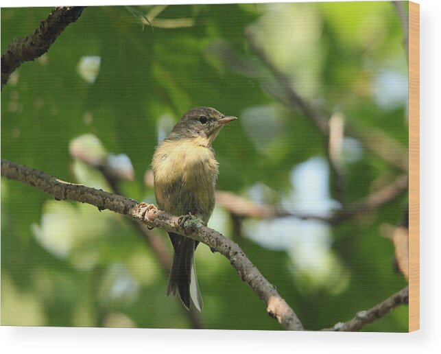 Tennessee Warbler Wood Print featuring the photograph Tennessee Warbler by Debbie Oppermann