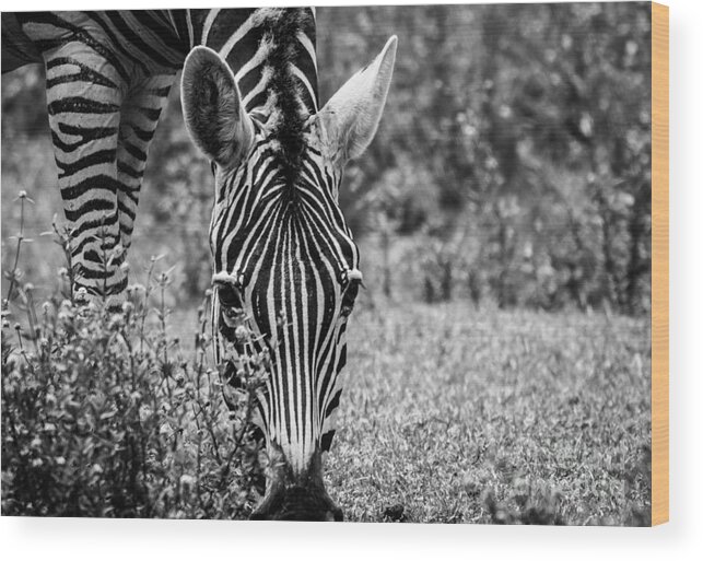 Nature Wood Print featuring the photograph The Beauty in Black n White by George Kenhan