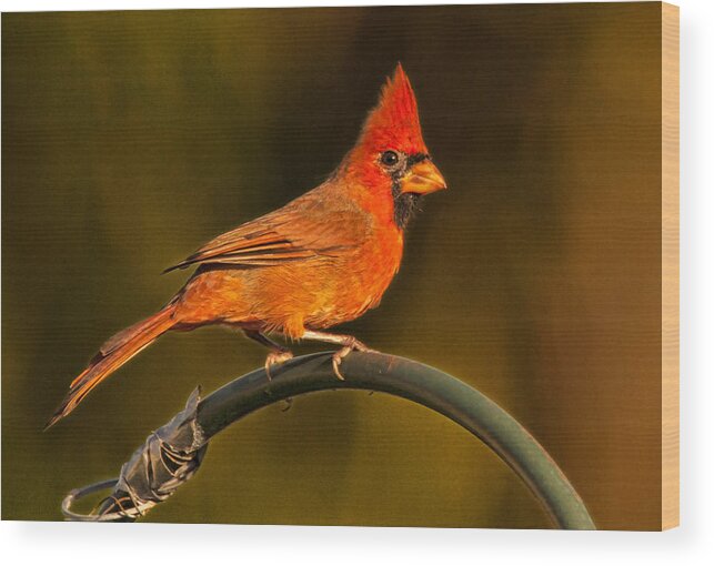 Cardinal Wood Print featuring the photograph The Cardinal by Don Durfee