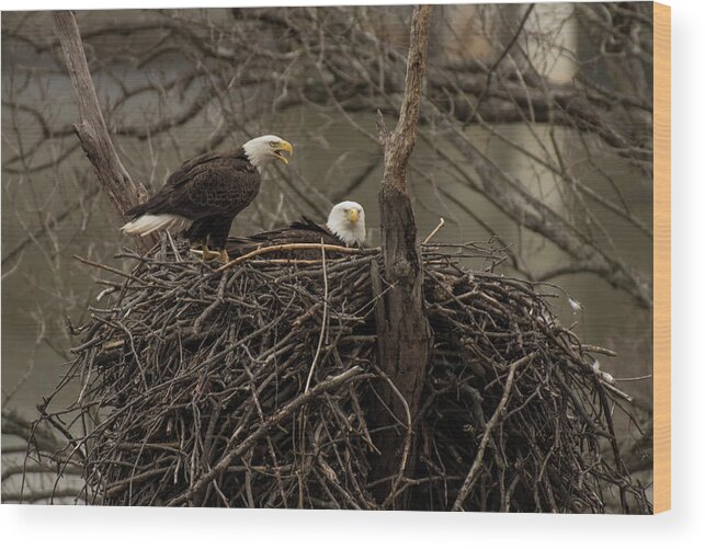 Bird Wood Print featuring the photograph The Eagle's Nest by Jody Partin