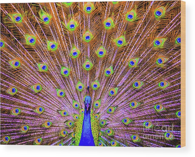 Bird Wood Print featuring the photograph The Majestic Peacock by D Davila