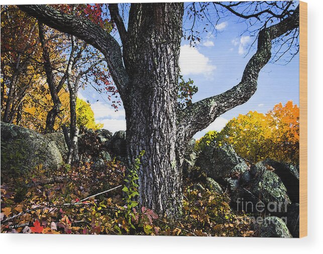 Oak Tree Wood Print featuring the photograph The Old Oak Tree by Jim Calarese