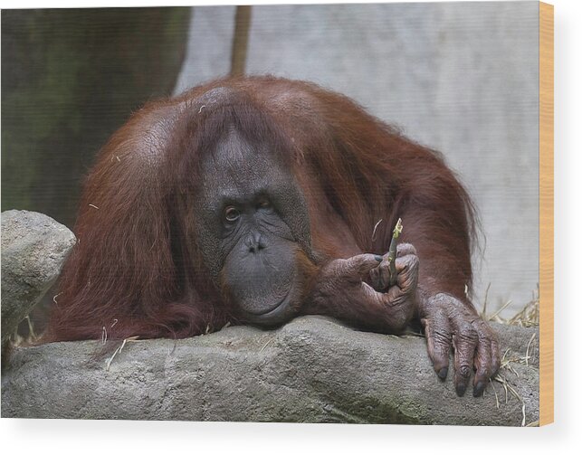 Orangutan Photographs Wood Print featuring the photograph The Orangutan by D Plinth