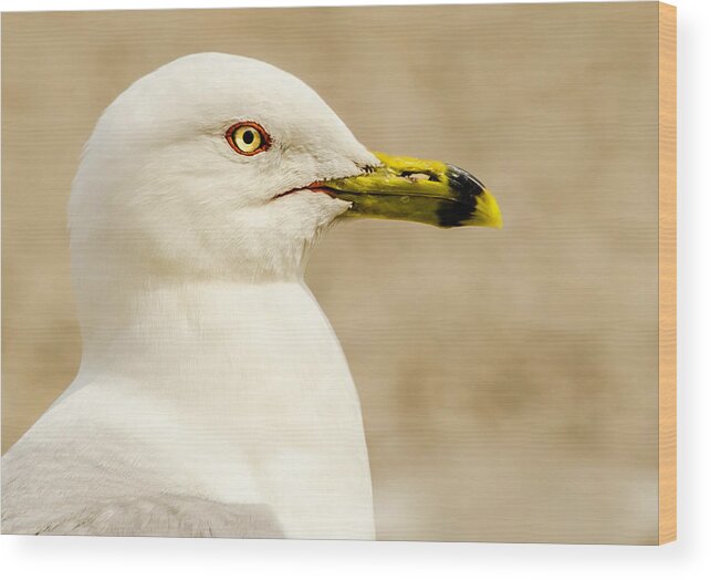 Great Lakes Gull Wood Print featuring the photograph The Proud Gull by John Roach