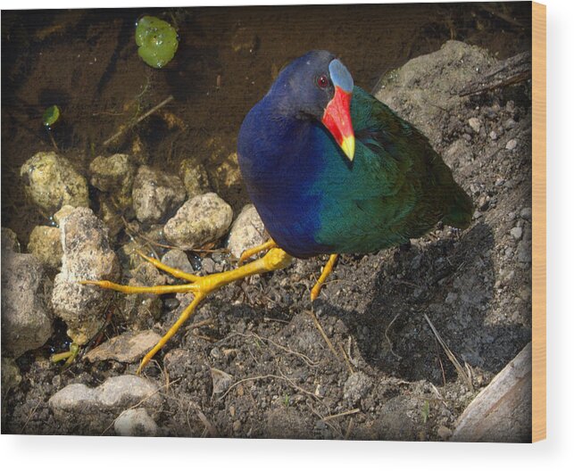 Florida Everglades Wood Print featuring the photograph The Purple Gullinule by Kimberly Woyak