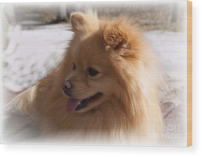 Pomeranian Dog Wood Print featuring the photograph The Sun on my Back by Jo Smoley