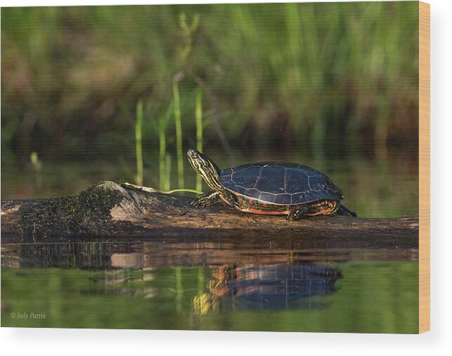 Turtle Wood Print featuring the photograph The Turtle by Jody Partin