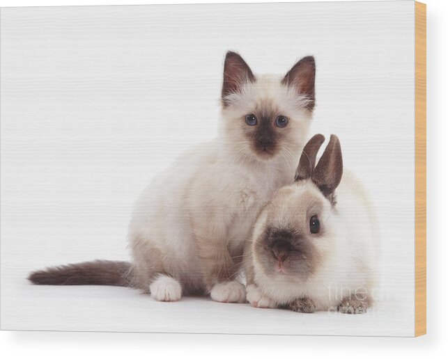 Netherland Dwarf Wood Print featuring the photograph The Twins by Warren Photographic